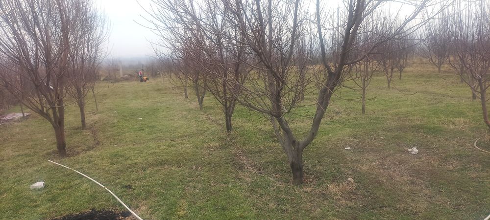 Намунали ховли уй сотилади