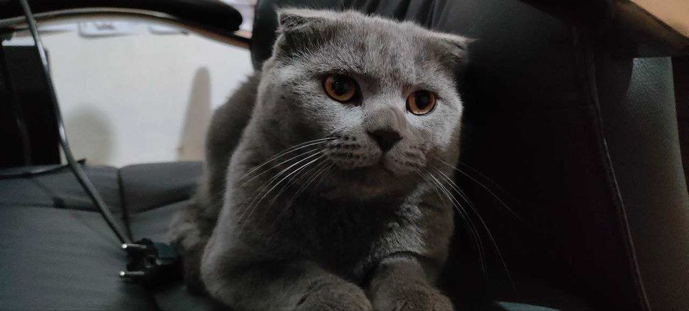 кот скотиш фолд на вязку