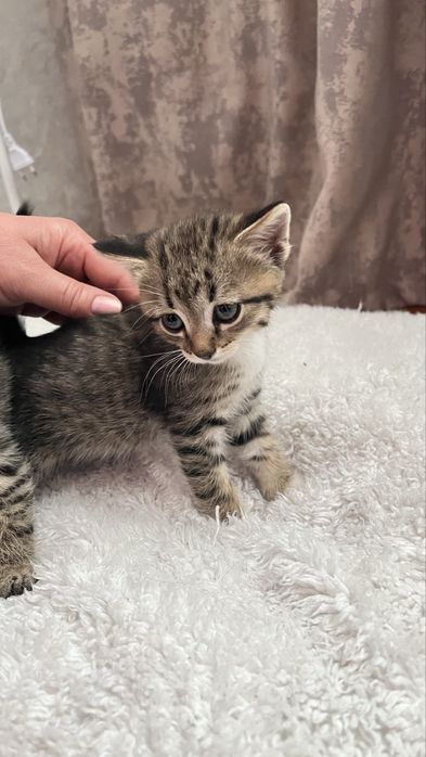 Отдам котят мальчиков