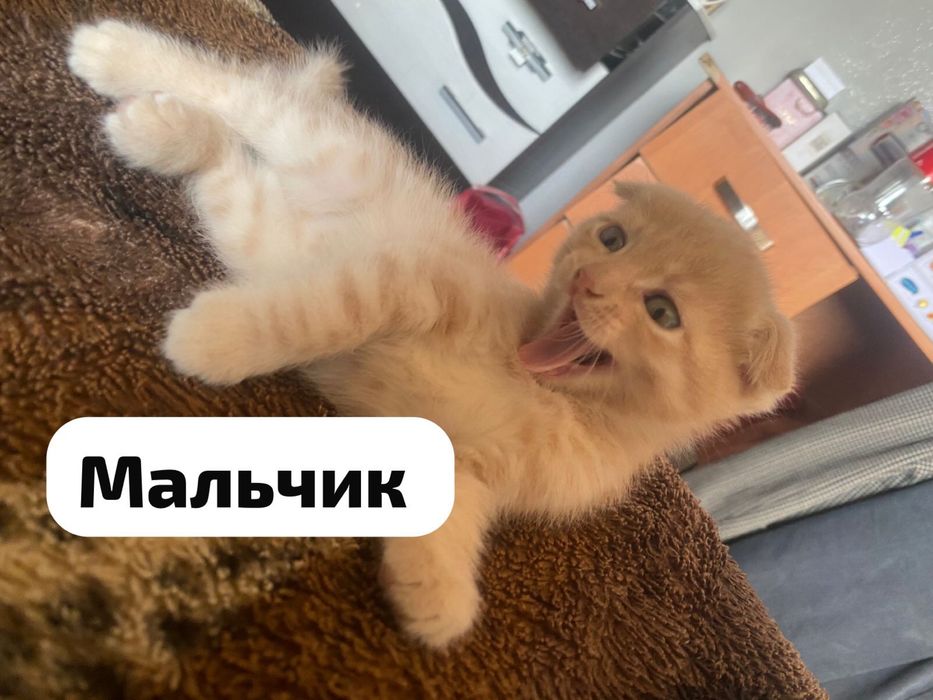 Продаються котята