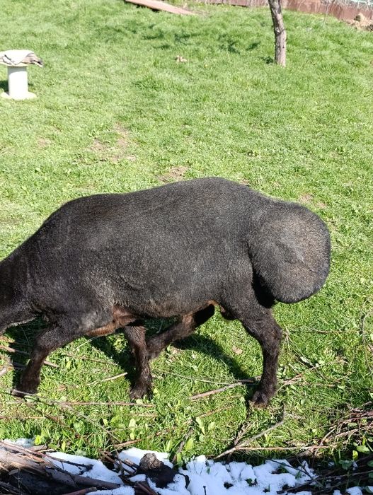 Qo'chqor bor qochqor