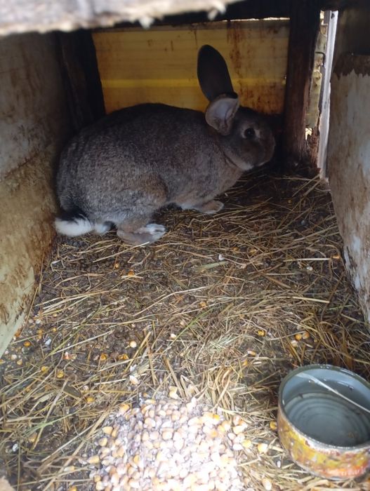 Iepuroi De Belgian Cu Neozeelandez pitic