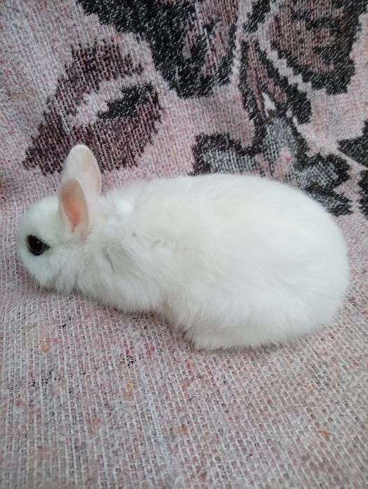 Pui de iepuras Hotot pitic