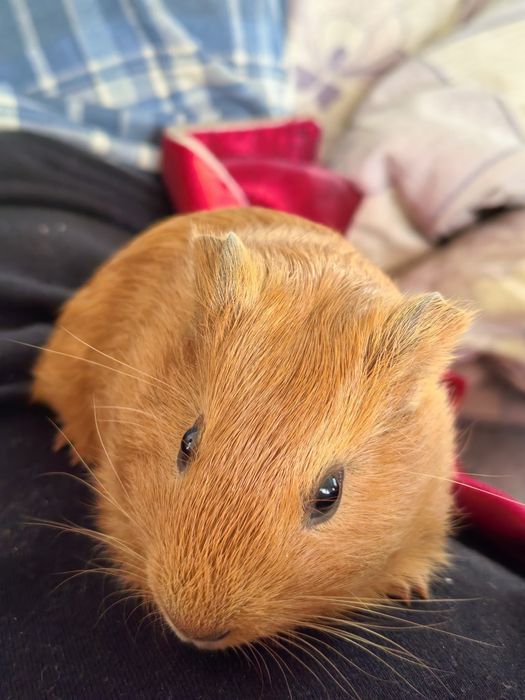 Морская свинка девочка