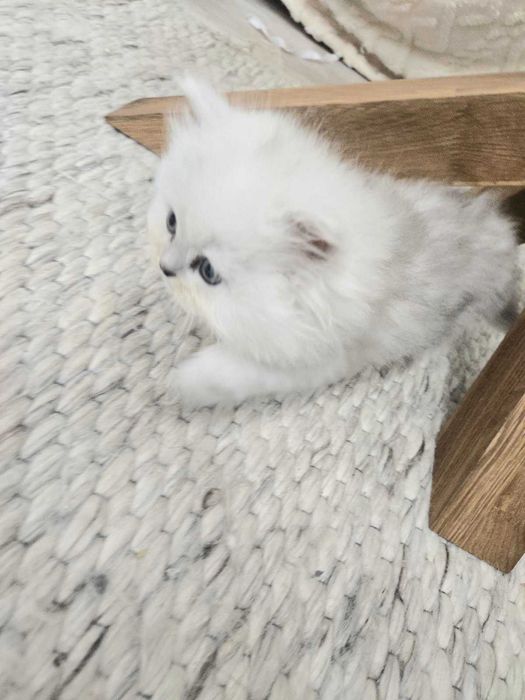 Персийска сребърна чинчила -котенца