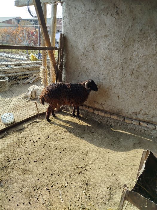 Куй сотилади 17 кг