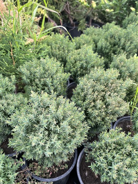 Западна Мини Туя Теди