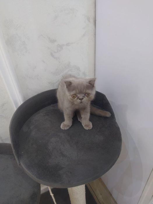 Продается котенок