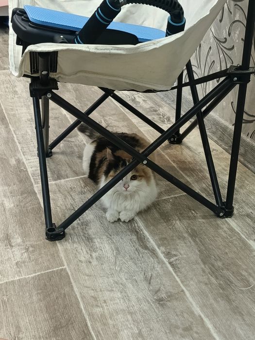 Пристраивается девочка в добрые ручки