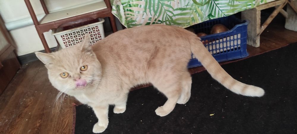 Skottish fold sotiiadi