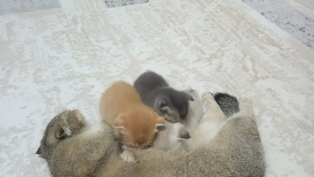Котята очень умныйе