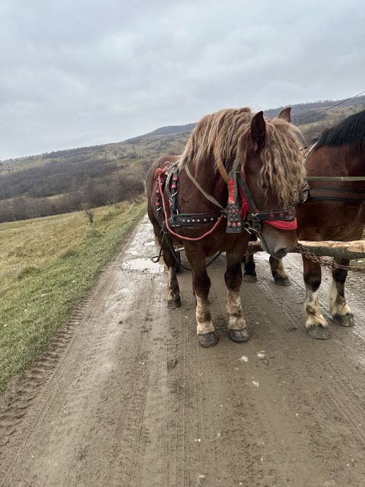 Harmasar si manza de vanzare