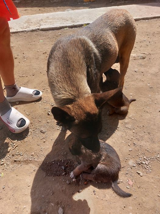 Donatie căței lup malinois