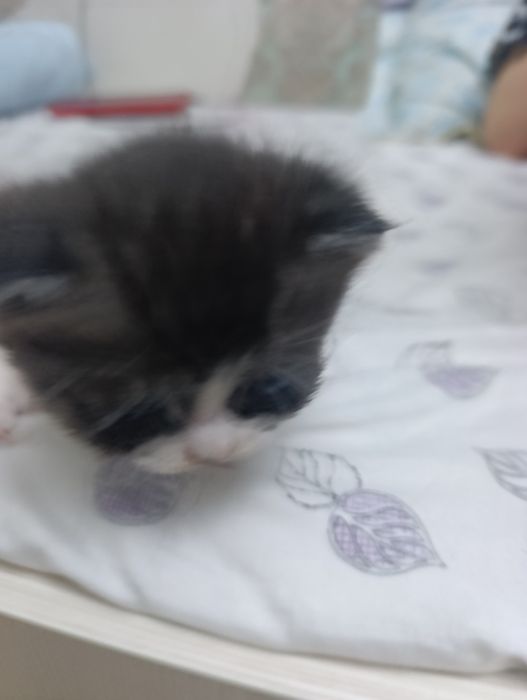 веслоушки красивые