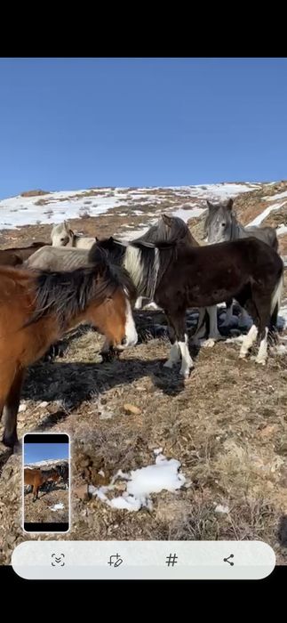 Буаз Бие жас дөнежін