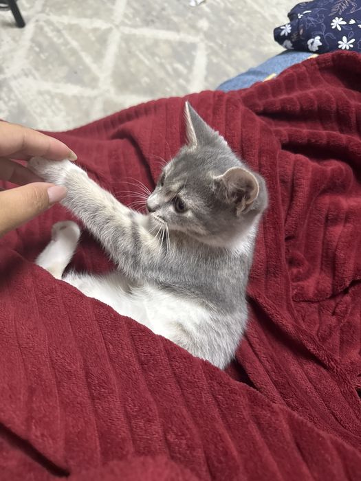 Отдам котенка в хорошие руки