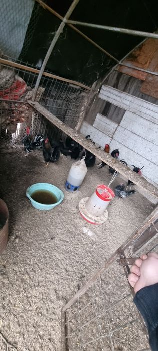 Vând cocoșei pitici