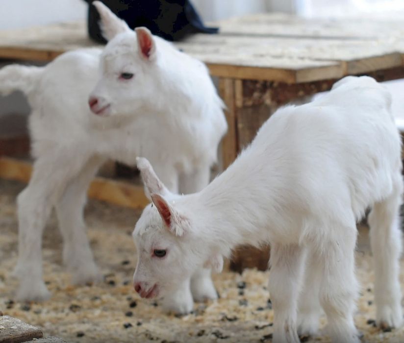 Козлята зааненские чистопородные