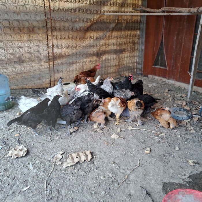 Балапандар  домашный