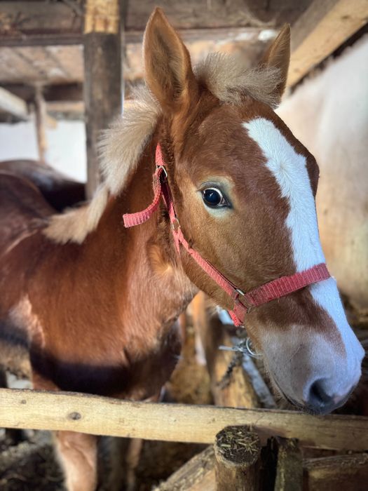 Mânz de 6 luni din cai buni