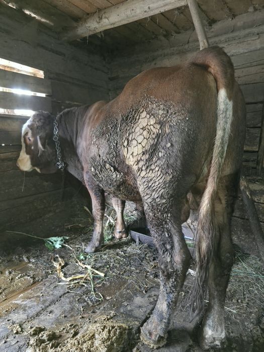 De vânzare taur pentru abator