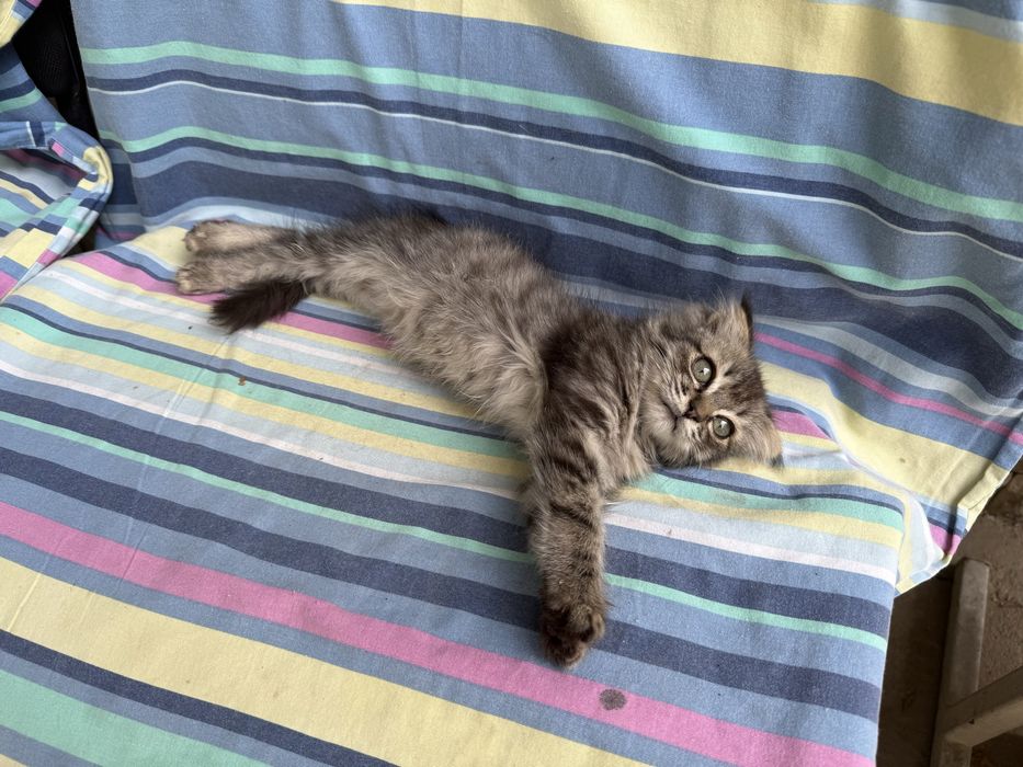 Котенок в добрые руки