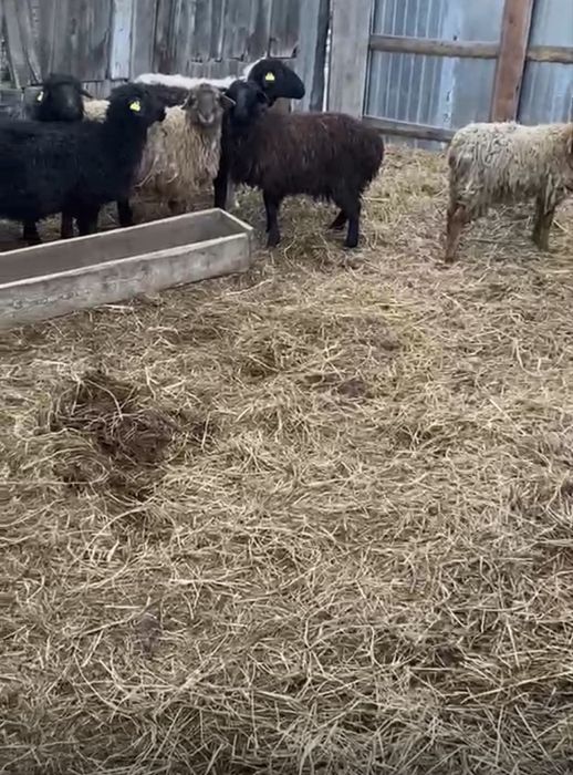 Продам     баран