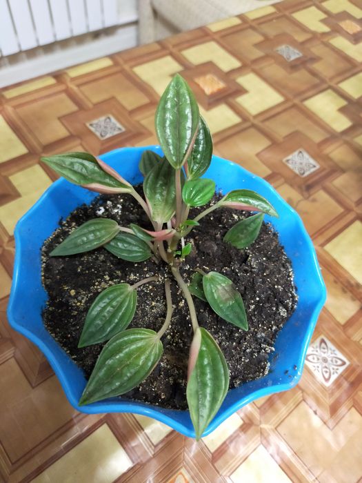 Комнатные растения