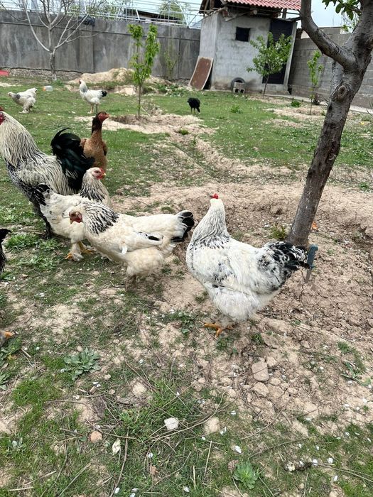 Брама кораздары сатылады срочно