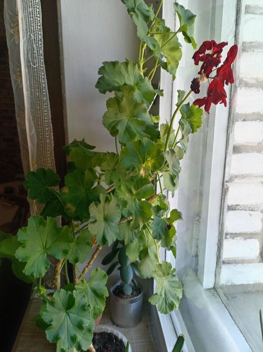 Комнатные полезные цветы