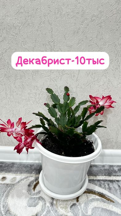 Молочай,Драцена,Панданус,Декабрист,Кактус