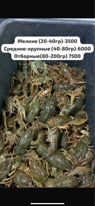 Раки живые всех размеров