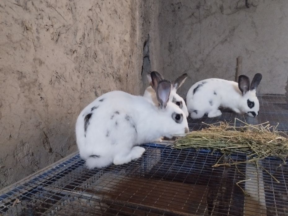 Хонаки куёнлар сотилади