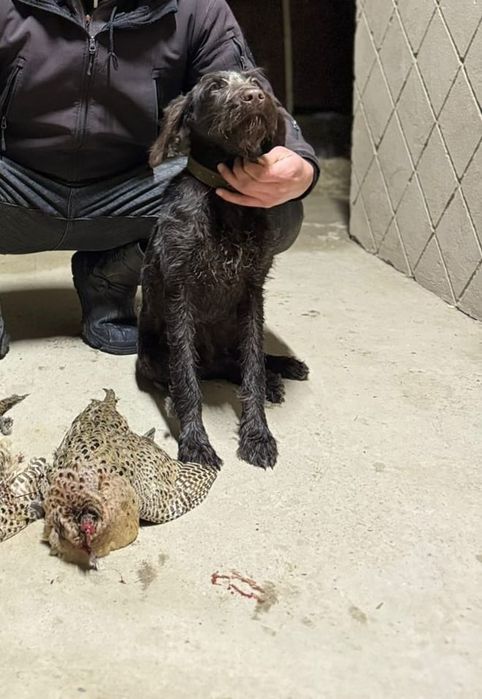 Дратхаар күшік сатылады