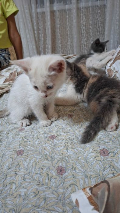 Отдам даром котят