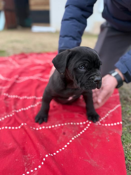 Мъжко Кане Корсо