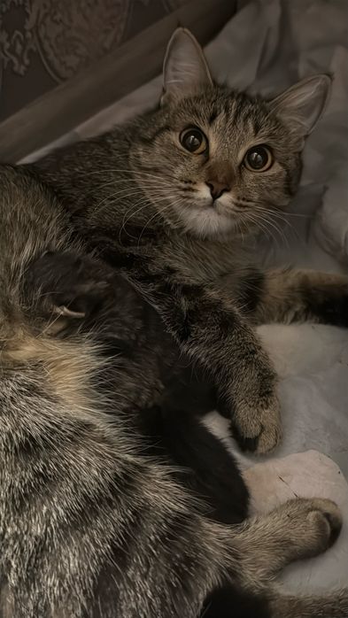 Котята - бесплатно