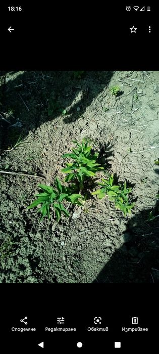 Алстромерия (розова, жълта и червена), момина сълза