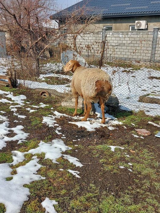 Кочкор два года пять месяц