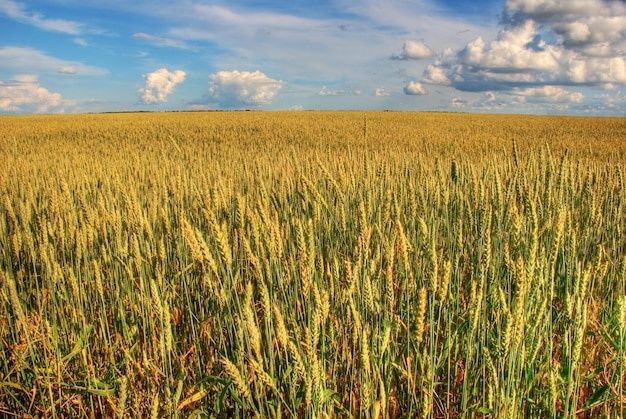 Сдам  землю под пашню