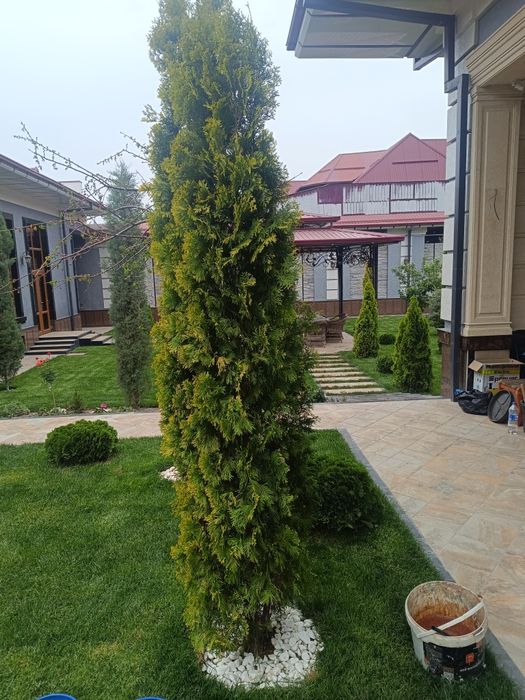 bog'bon sadovnik 12 -yillik