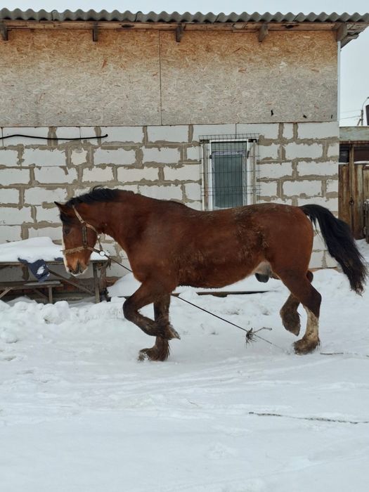 Продам полутяжного жеребца