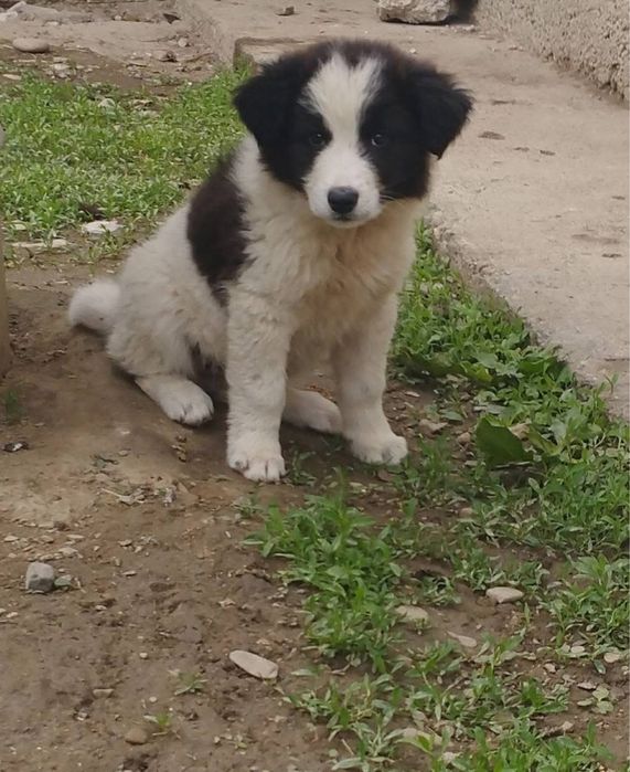 Metis ciobanesc de adoptie