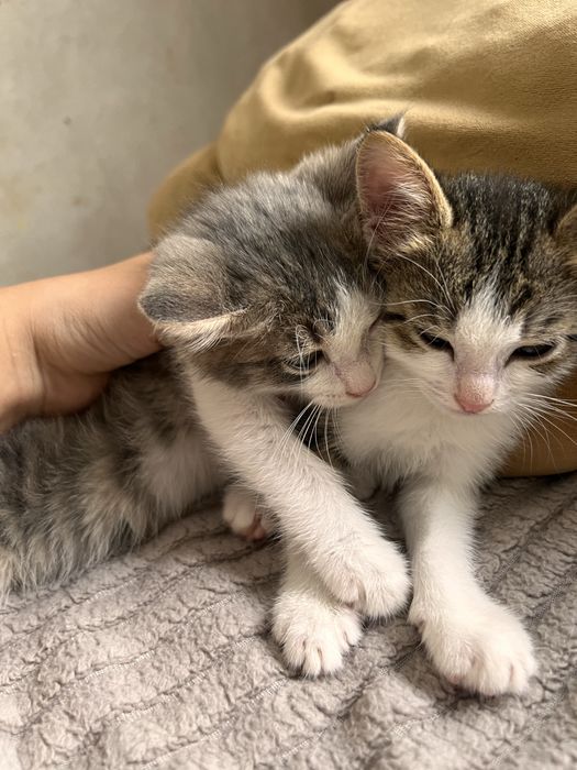 Бесплатно котенок мальчики