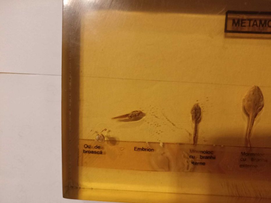 Metamorfoza broaștei de lac . Material didactic. Ceausescu. Comunism