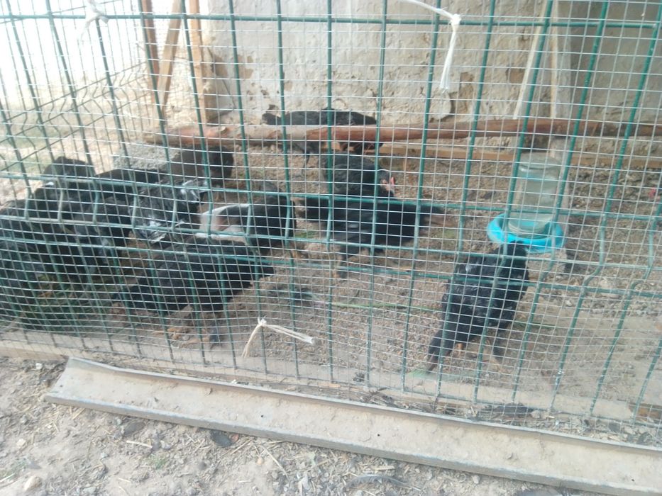 Andijon qora jojalari bor sotiladi