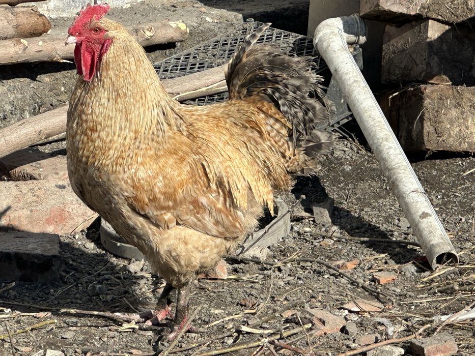 Инкубационные яйца кур микс