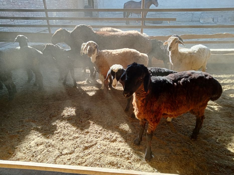 Семиз токтылар сатылады