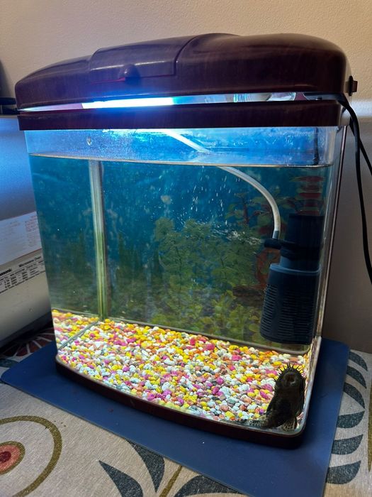 Аквариум декоративный