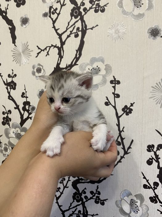 Британская короткошерстная кошка